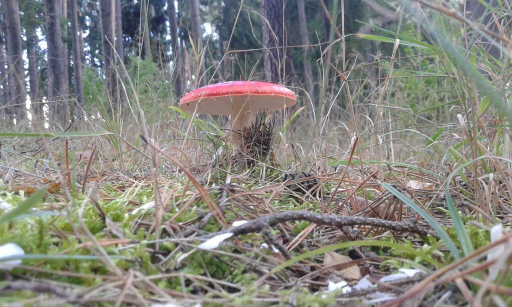 Wiejska Chata Szwalk Esterno foto