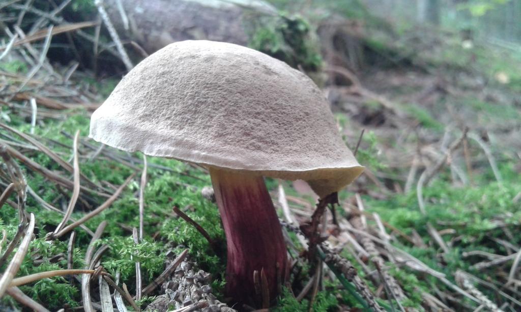 Wiejska Chata Szwalk Esterno foto