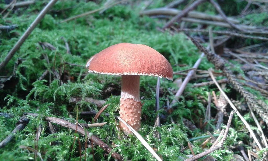 Wiejska Chata Szwalk Esterno foto